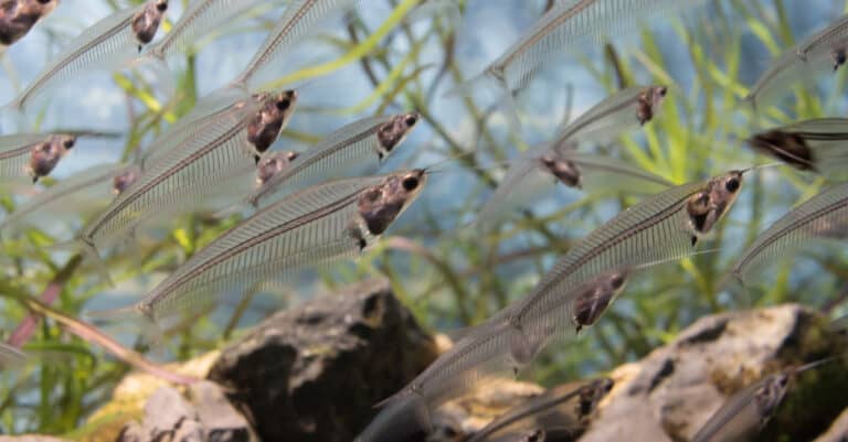 A small school of glass catfish in an aquarium