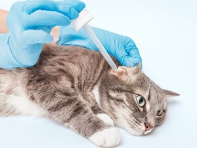 A The Best Ear Mite Treatment for Cats that Actually Works—Reviewed and Ranked