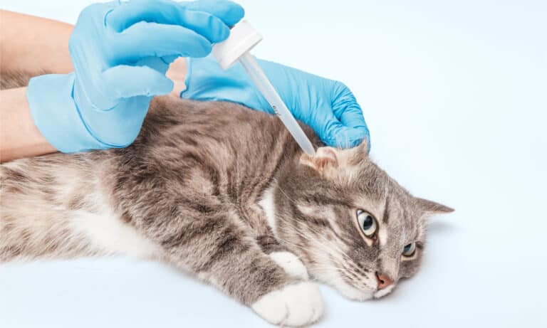 Blue-gloved hands administer ear drops to cat