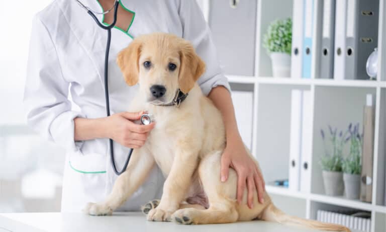 A golden retriever puppy at the vet's office