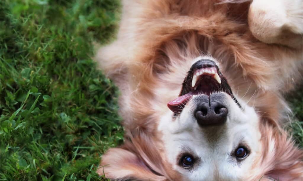 Golden retriever rolling in grass