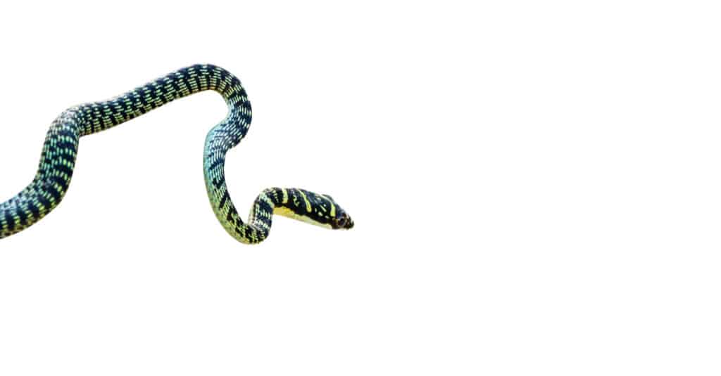 A Golden Tree Snake on a white background