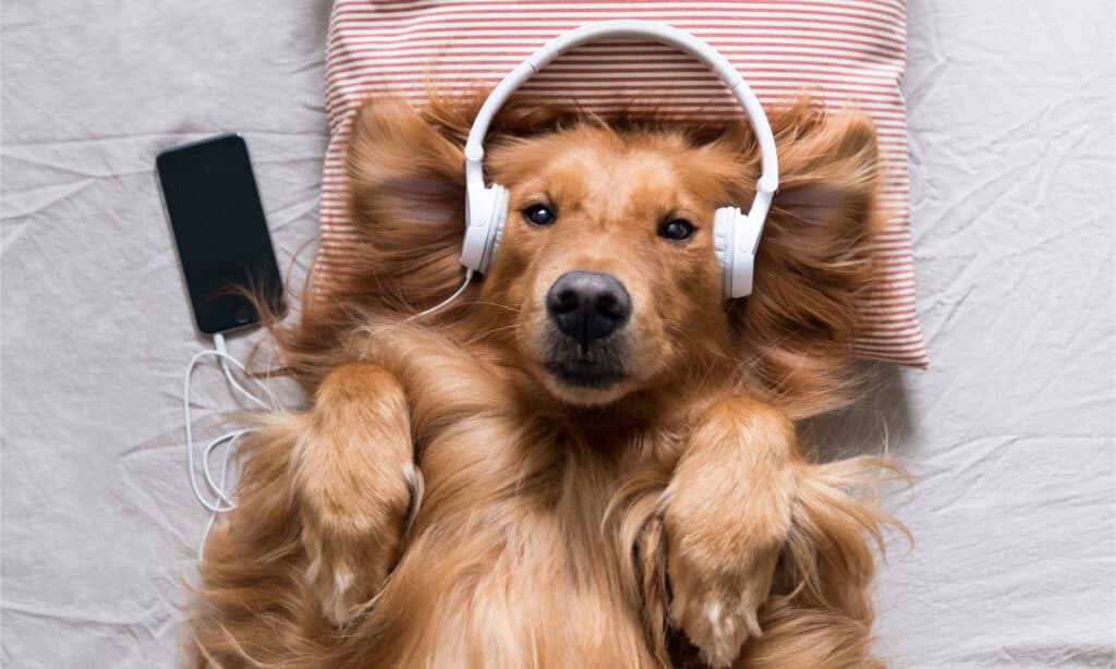 Golden retriever enjoying music on headphones