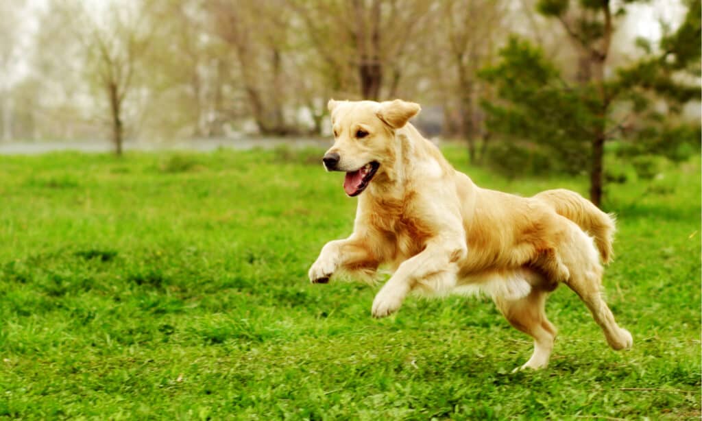 5 fun facts for National Golden Retriever Day