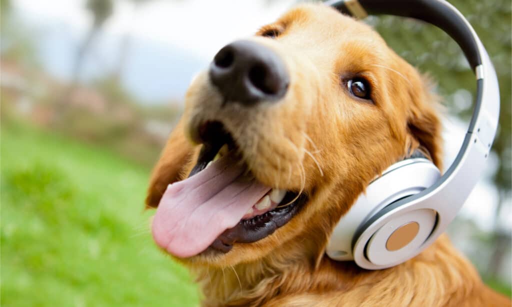 Golden retriever listening to headphones
