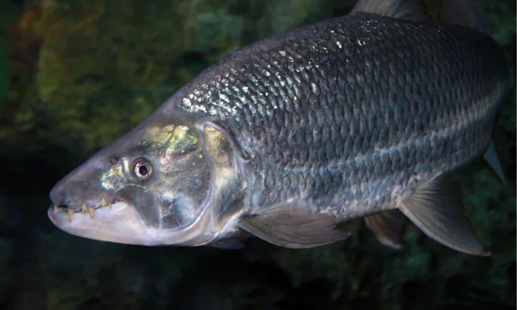 Hydrocynus goliath, the Goliath tigerfish, close up photo showing its large sharp teeth while swimming on a aquarium.