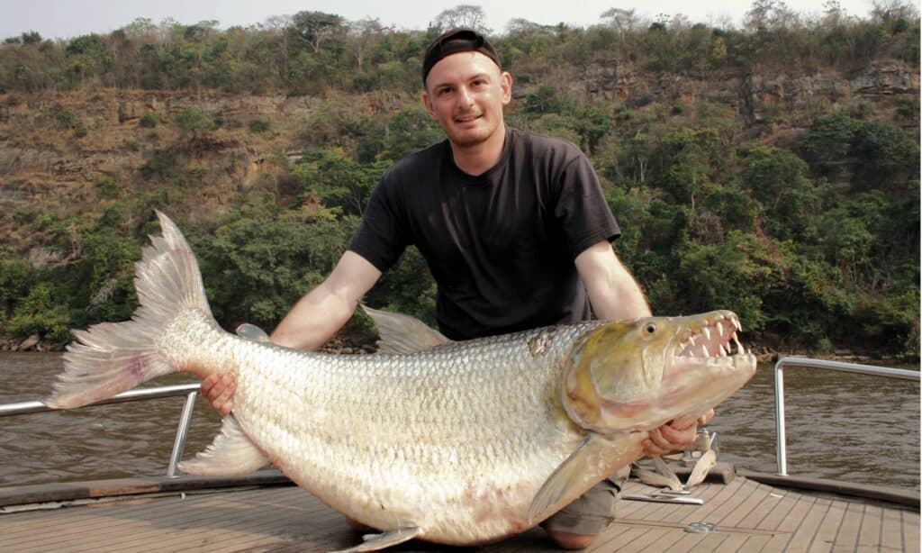 Discover the River Monster Fish So Deadly it Can Eat Crocodiles!