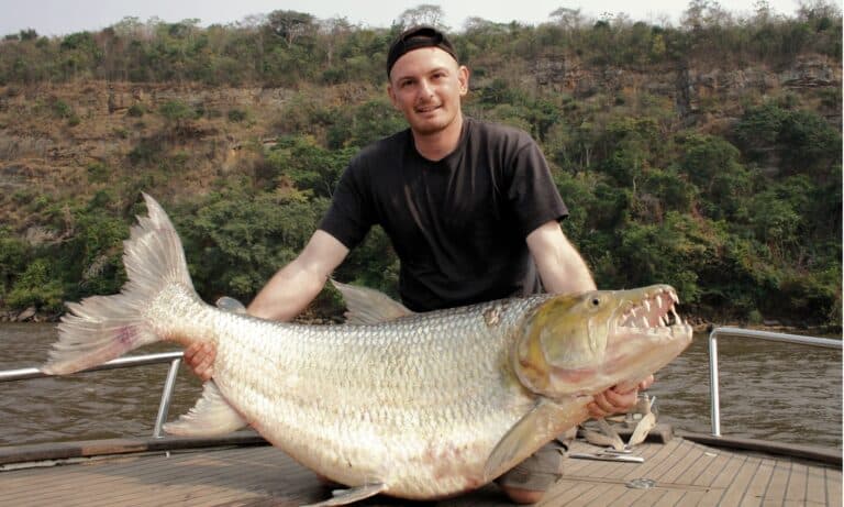 Goliath Tigerfish (Hydrocynus goliath) caught in Congo on the Congo river. Fully grown Goliath tigerfish are four to five feet long and weigh 90 to 100 pounds.