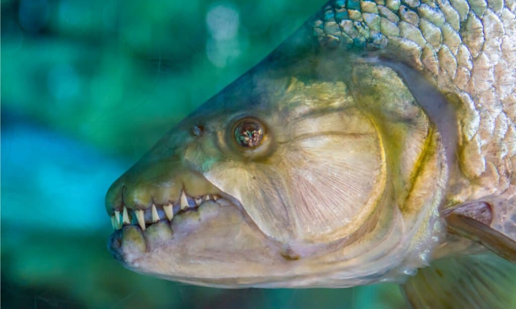 The goliath tigerfish (Hydrocynus goliath) is a very large African predatory freshwater fish of the family Alestidae. It is found in the Congo River Basin and Lake Tanganyika.