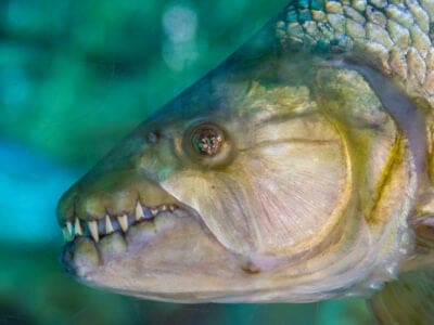 A Goliath Tigerfish
