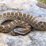 Great Plains rat snake
