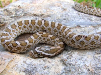 A Great Plains Rat Snake