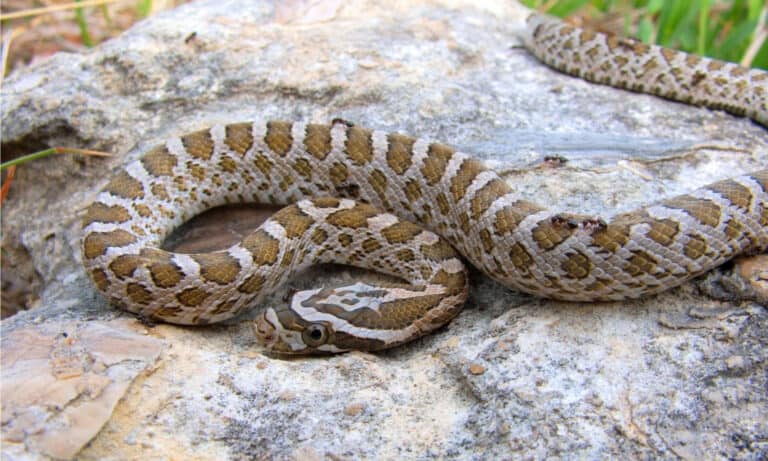 Great Plains rat snakes are non-venomous with a timid nature.