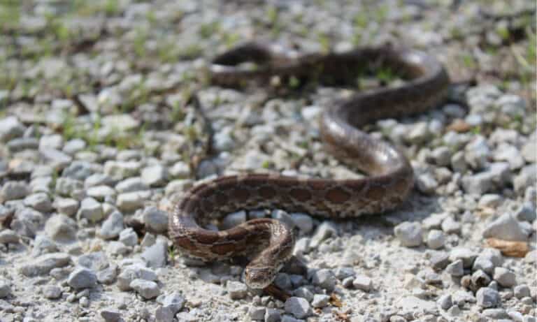 Great Plains Rat Snake (Pantherophis emoryi) in Southwestern Missouri. The snake grows to a length of two to three feet but can sometimes reach a length of five feet.
