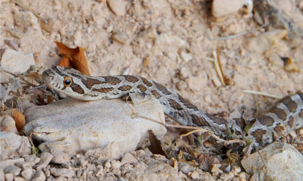 Great Plains Rat Snake is tan or gray with large, dark brown blotches going down its back.