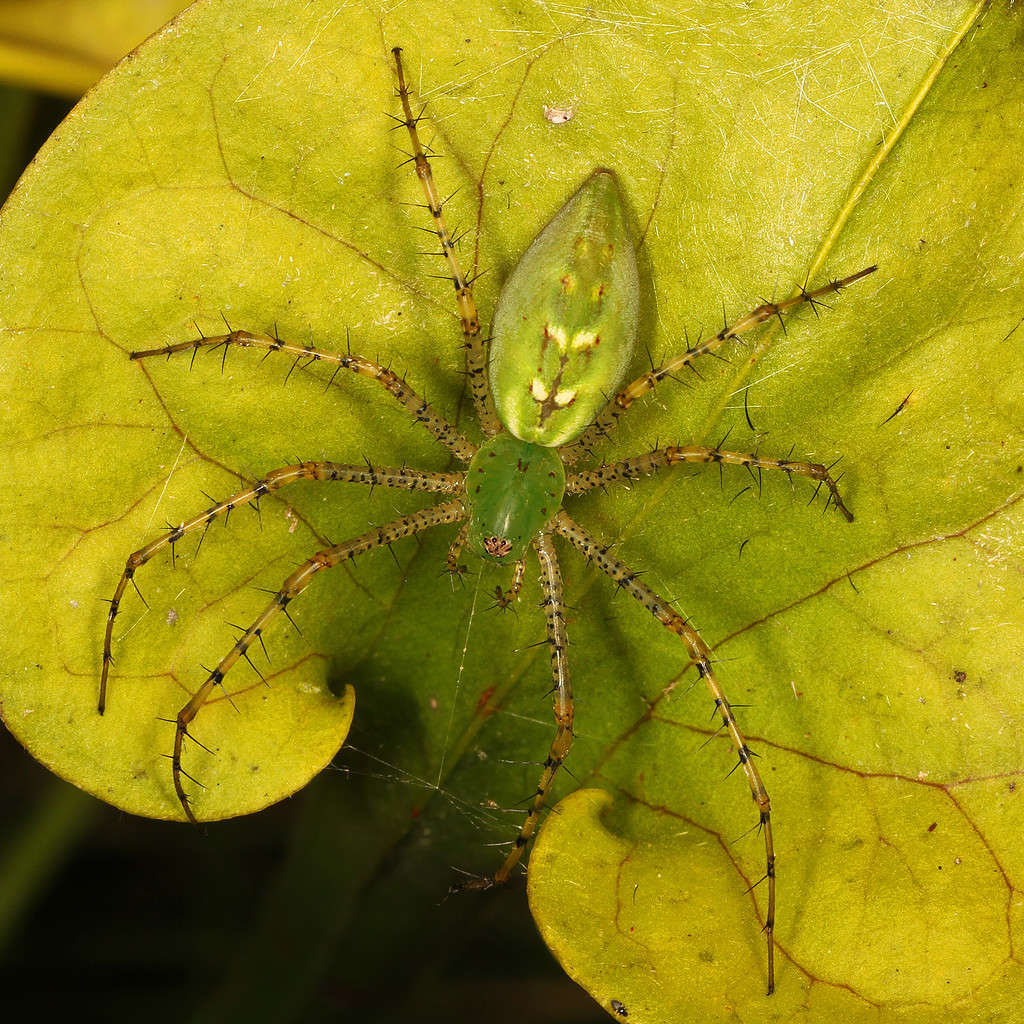 Green Lynx Spider - Peucetia viridans, Green Swamp, Supply, North Carolina posing on a pitcher plant 
