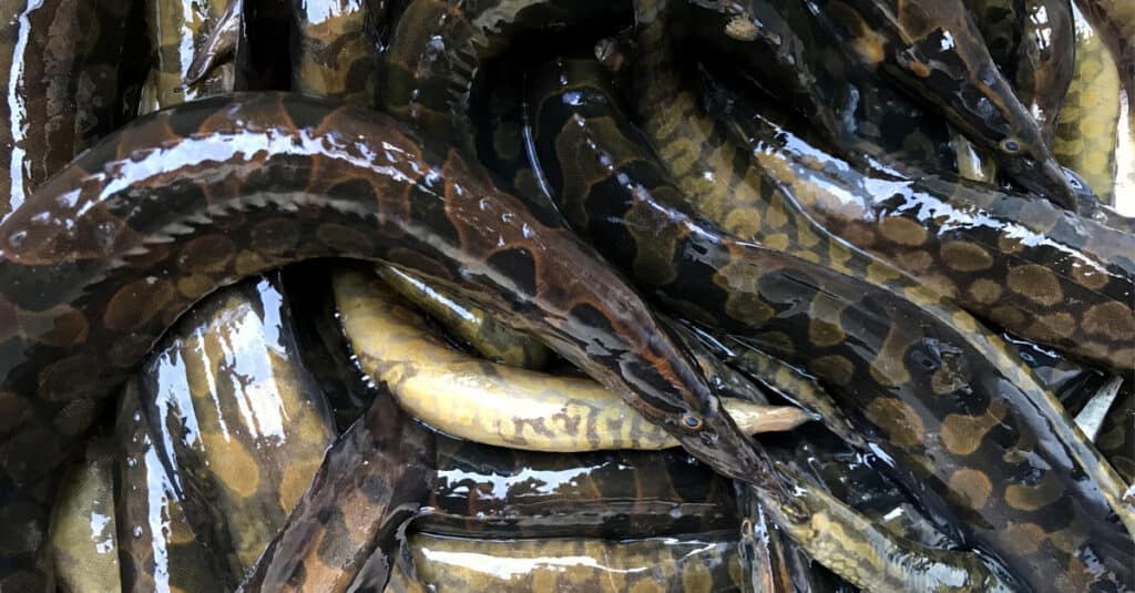 A large group of Tire Track Eels