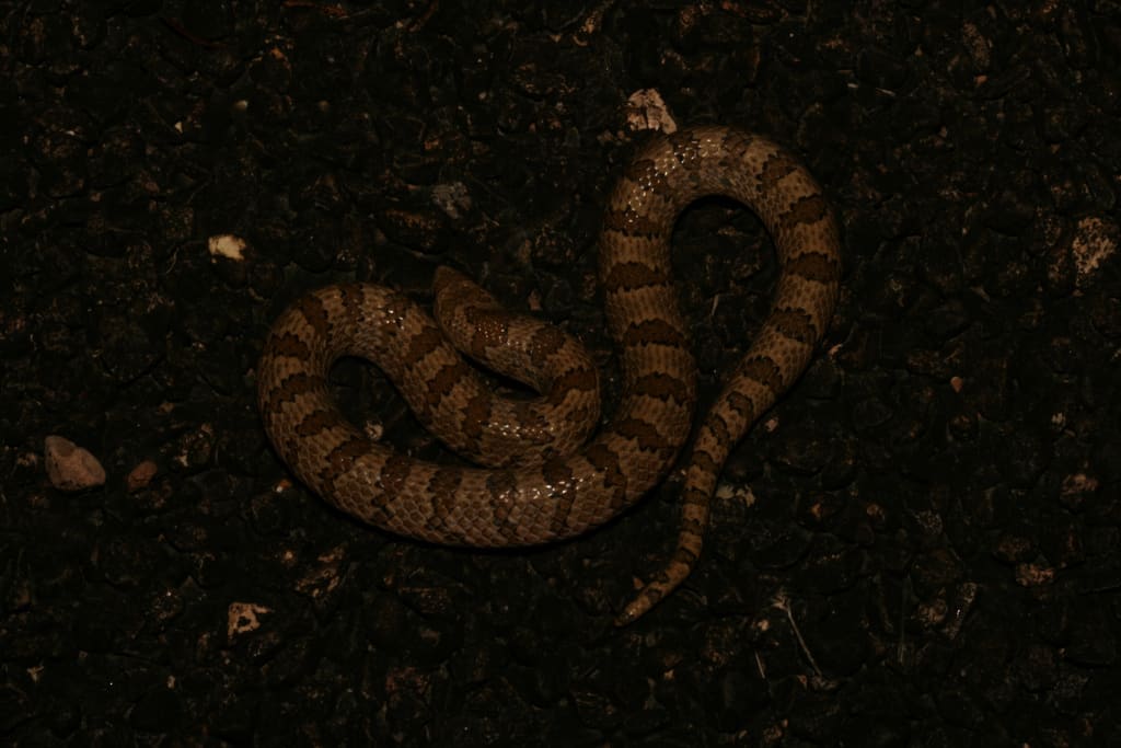Gyalopion canum western hook-nosed snake