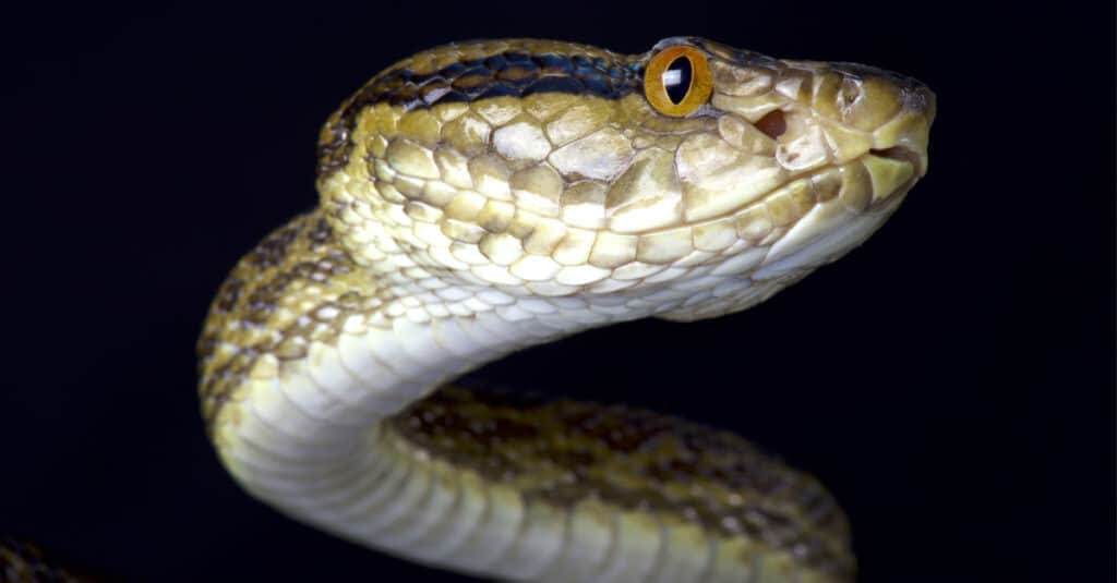 Closeup of a Habu Snake showing its large head