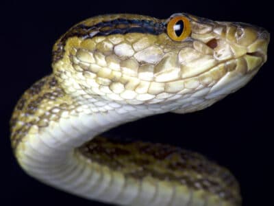 A Habu Snake