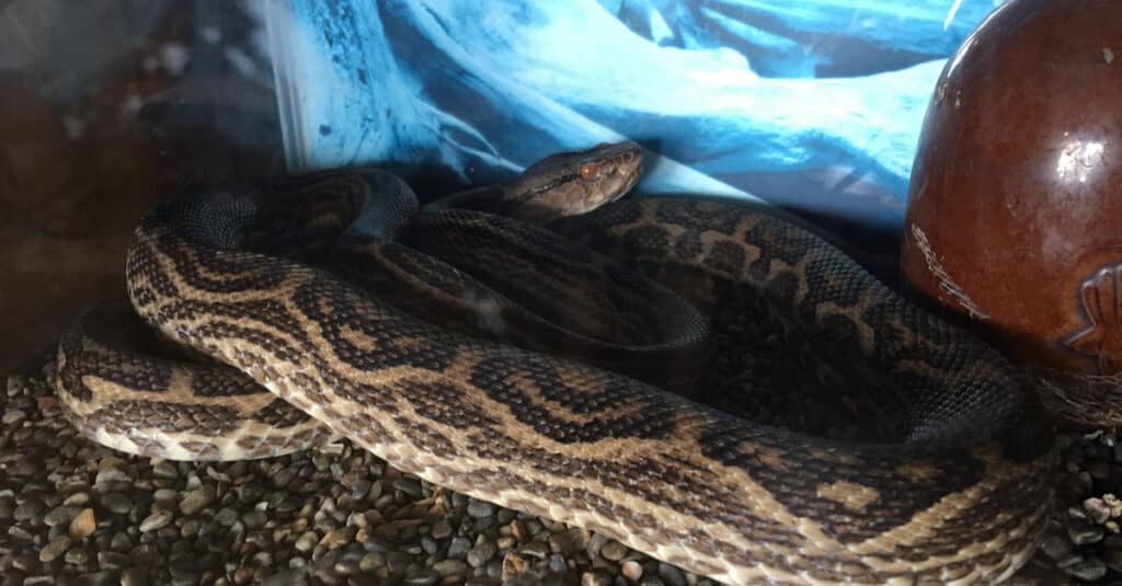 A wild habu snake in Amani Island displays its blotchy brown pattern