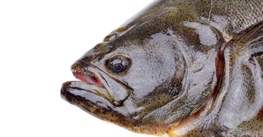 A closeup of a halibut head on a white background shows its right-facing eye
