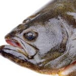 Atlantic halibut