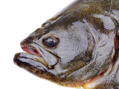 A closeup of a halibut head on a white background shows its right-facing eye