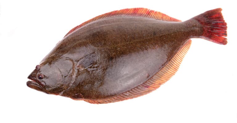 A halibut on a white background shows it dark, reddish-brown top side