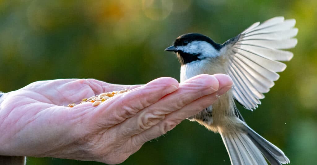 A Black-Capped Chickadee lands on a person's seed-filled hand
