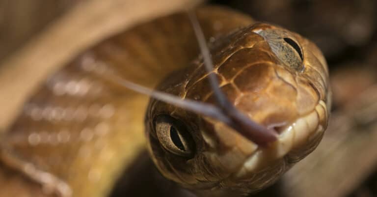 Head shot of a brown tree snake flicking its tongue