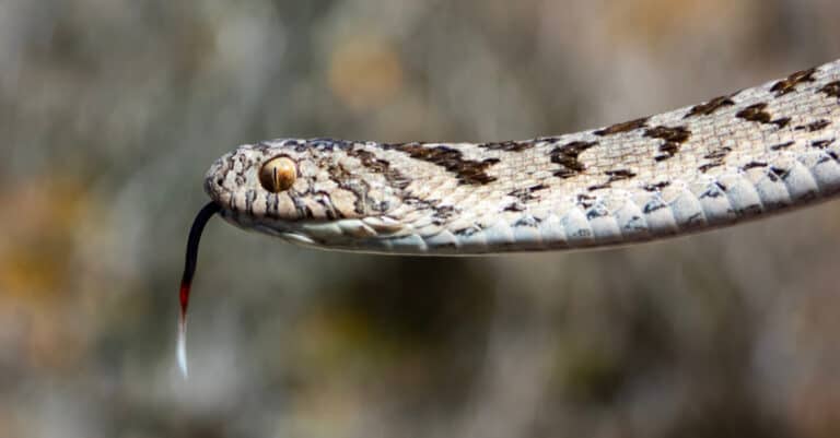 Closeup shot of a rhombic egg-eater snake's head