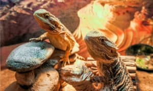 The Best Heat Lamp for Bearded Dragons in 2022 Picture
