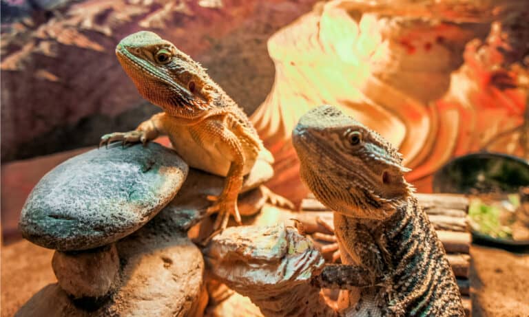 Bearded Dragon Head Bobbing: Why They Do It and What It Means - AZ Animals