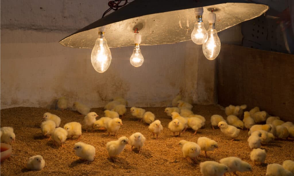 Heat lamp for your chickens
