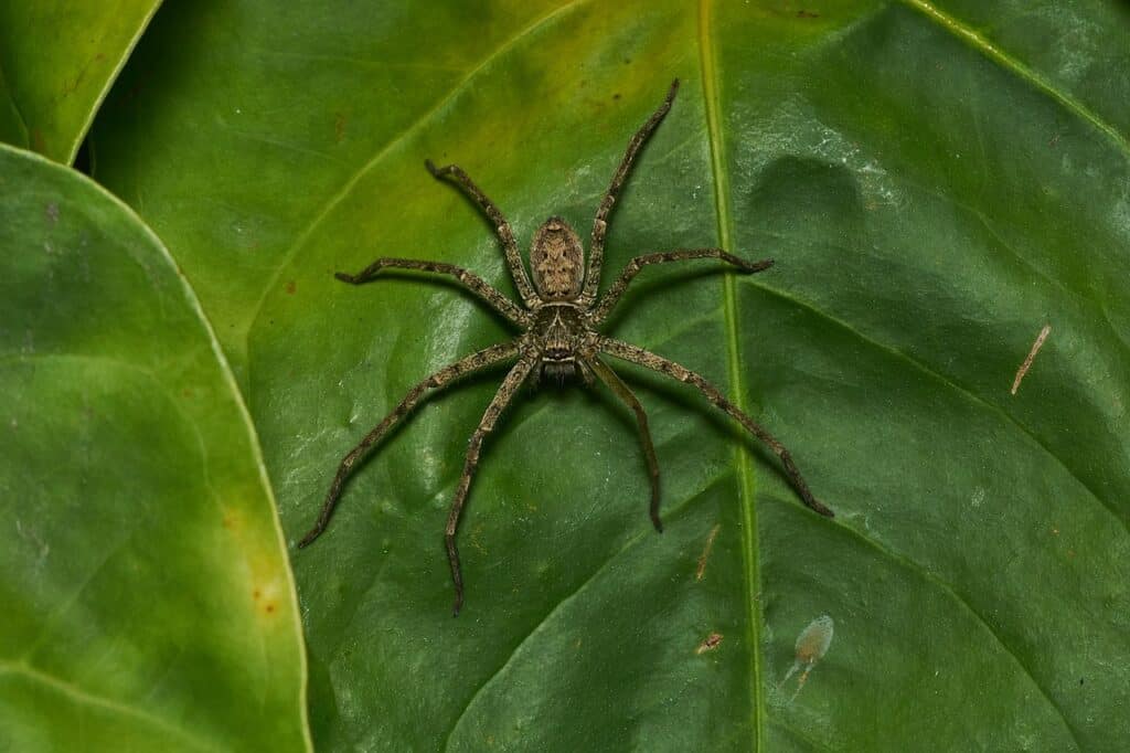 Cane spider, Heteropoda venatoria