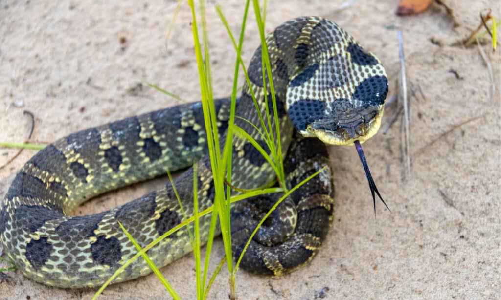 Eastern Hognose Snake with flattened neck on sandy soil with grass. They have rectangular spots down the middle of the back that may resemble eyespots.