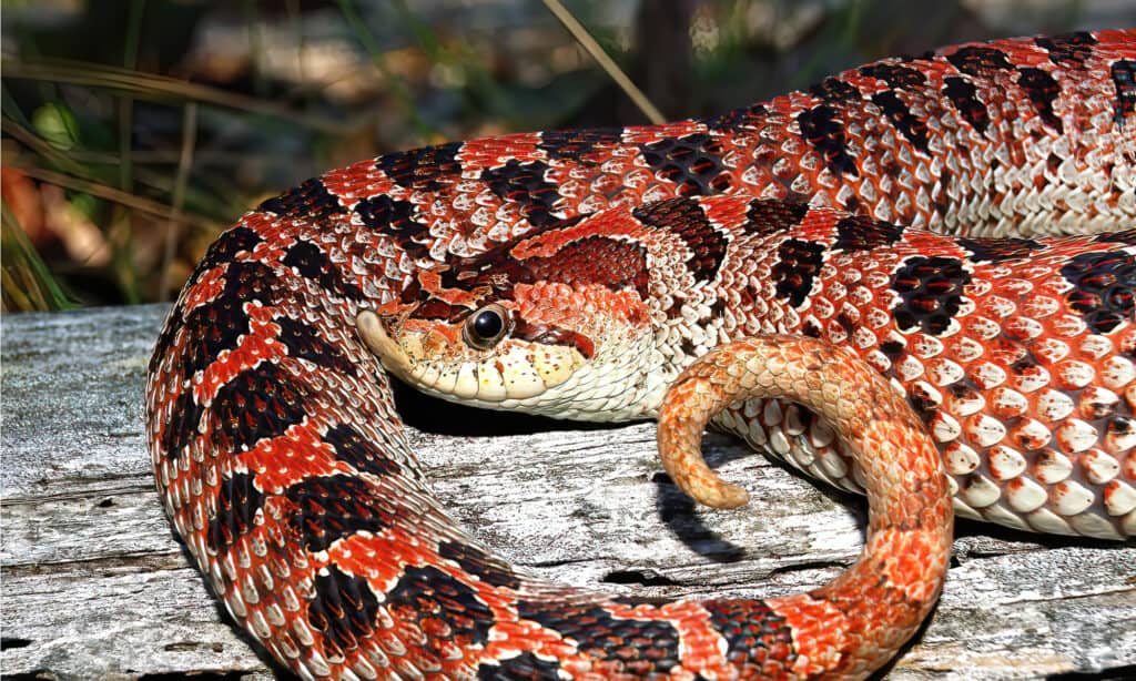 Wild Red phase female southern hognose snake (Heterodon simus) - with upturned snout or rostral nose scale, on an old log.