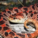 Southern hognose snake