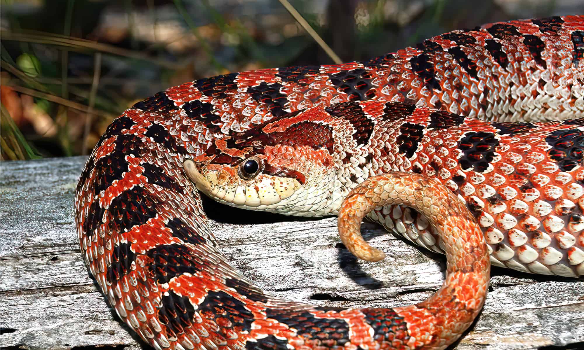 Juvenile Eastern Hognose Snake