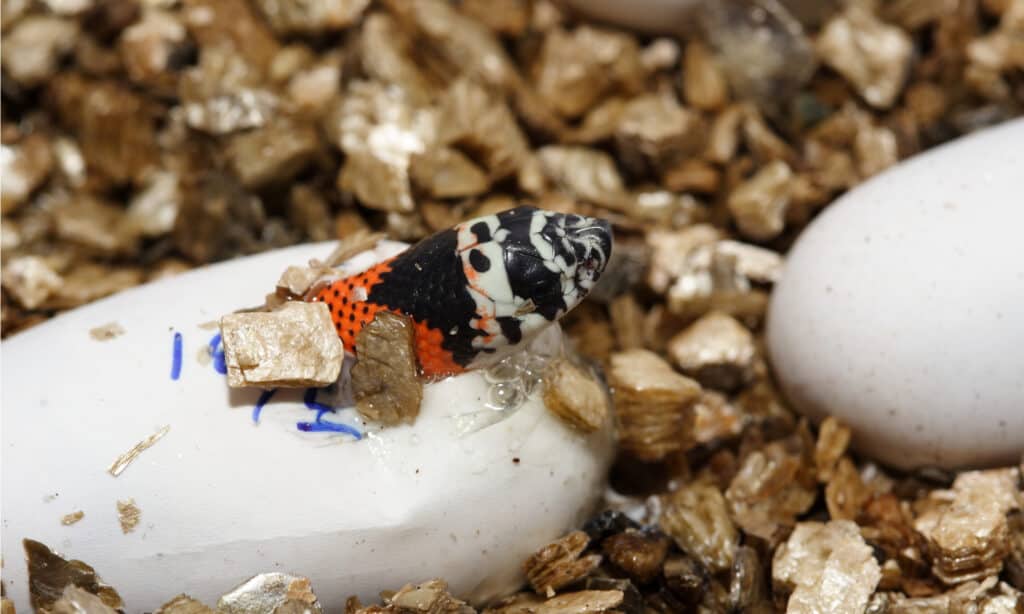 Snake, Lystrophis pulcher, emerging from the egg.