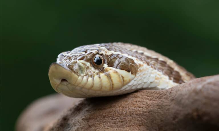 Western Hognose Snake (Heterodon nasicus) has a strongly upturned, pointed snout.