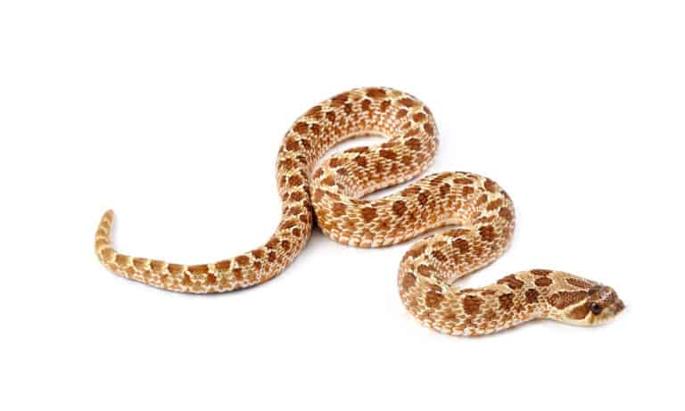 Western Hognose Snake isolated on a white background.