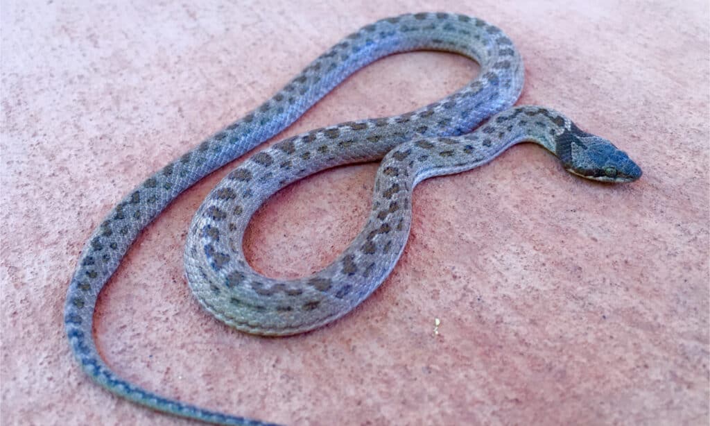 A night snake lying on a deck