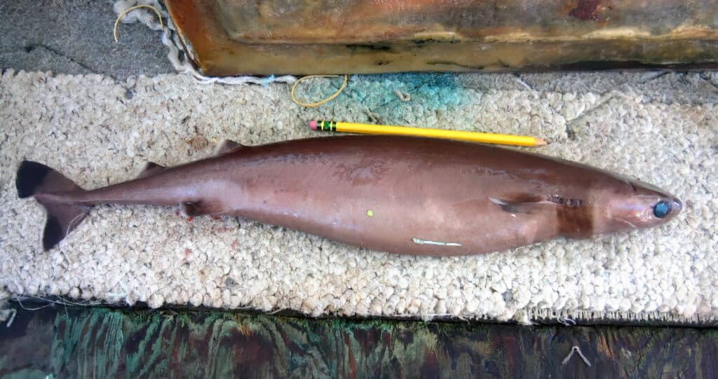 Cookiecutter shark (Isistius brasiliensis)