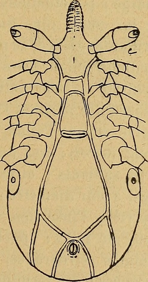 Ixodes Minor