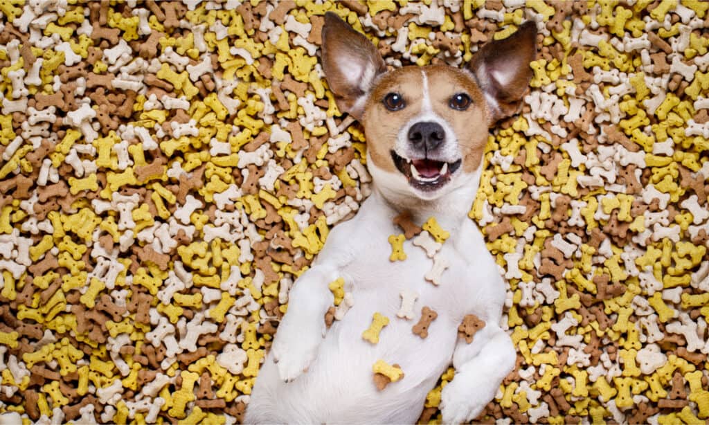 A Jack Russell lying on a mound of dog treats