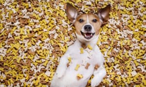 The Best Dog Treat Brands for 2022 Picture