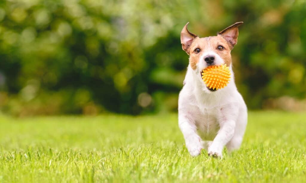 A Jack Russell terrier running through a field with a ball