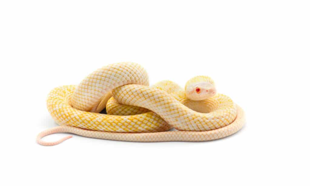 The albino Japanese rat snake is a symbol of good luck.